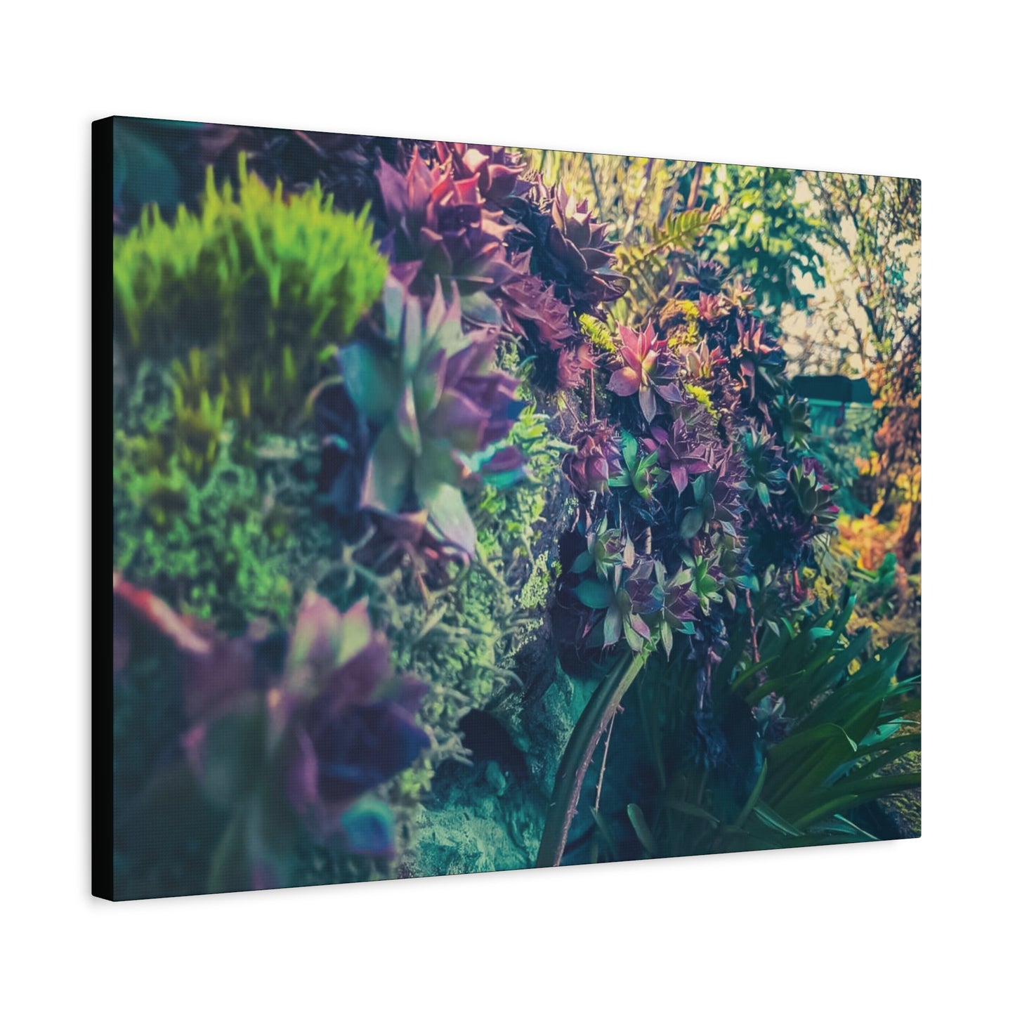 Vibrant Succulent Wall Art Canvas - 12x16 Stretched Print for Nature Lovers