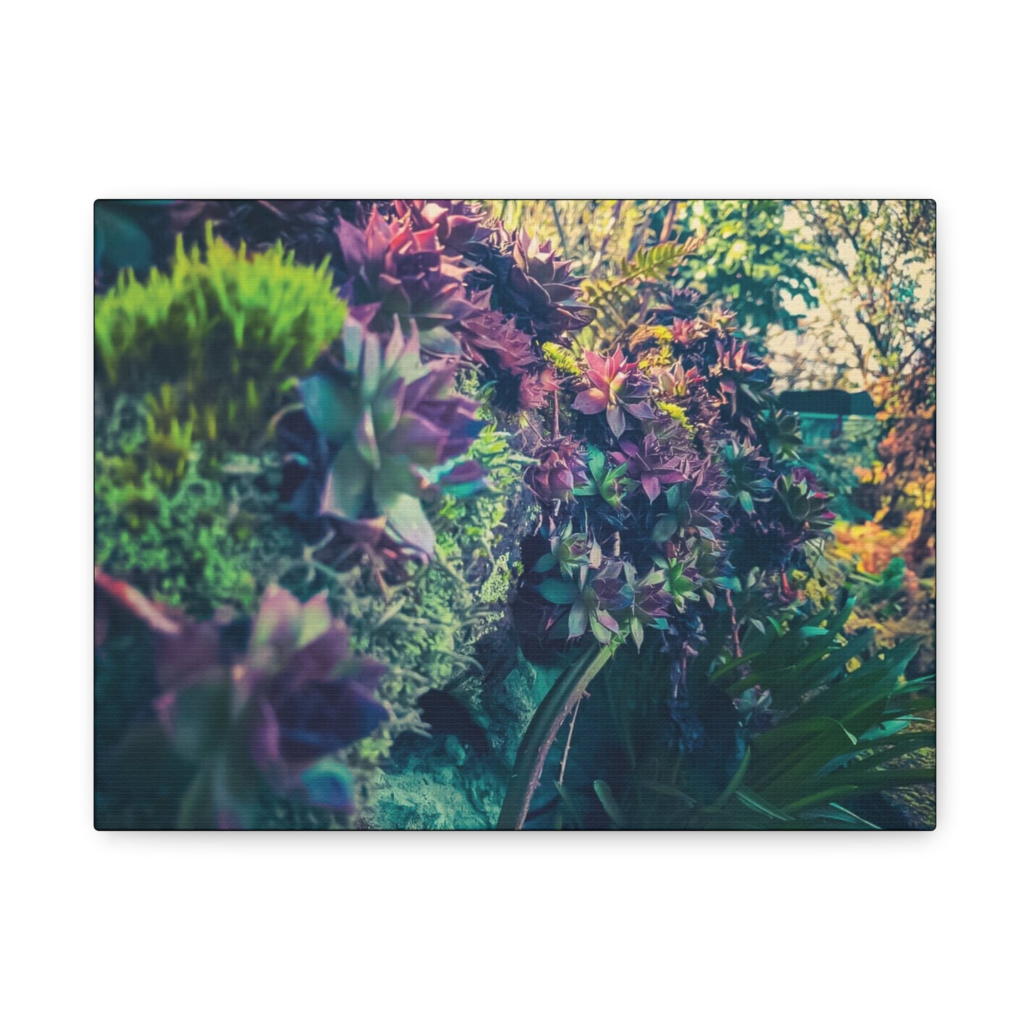 Vibrant Succulent Wall Art Canvas - 12x16 Stretched Print for Nature Lovers