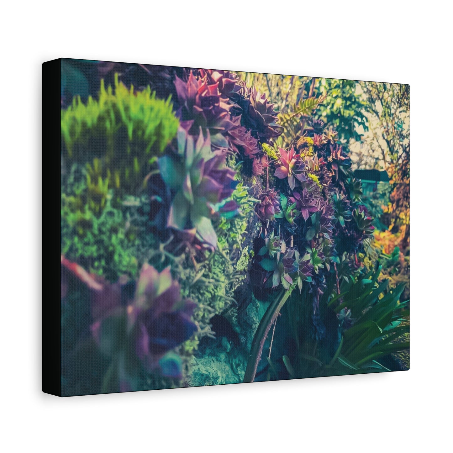 Vibrant Succulent Wall Art Canvas - 12x16 Stretched Print for Nature Lovers
