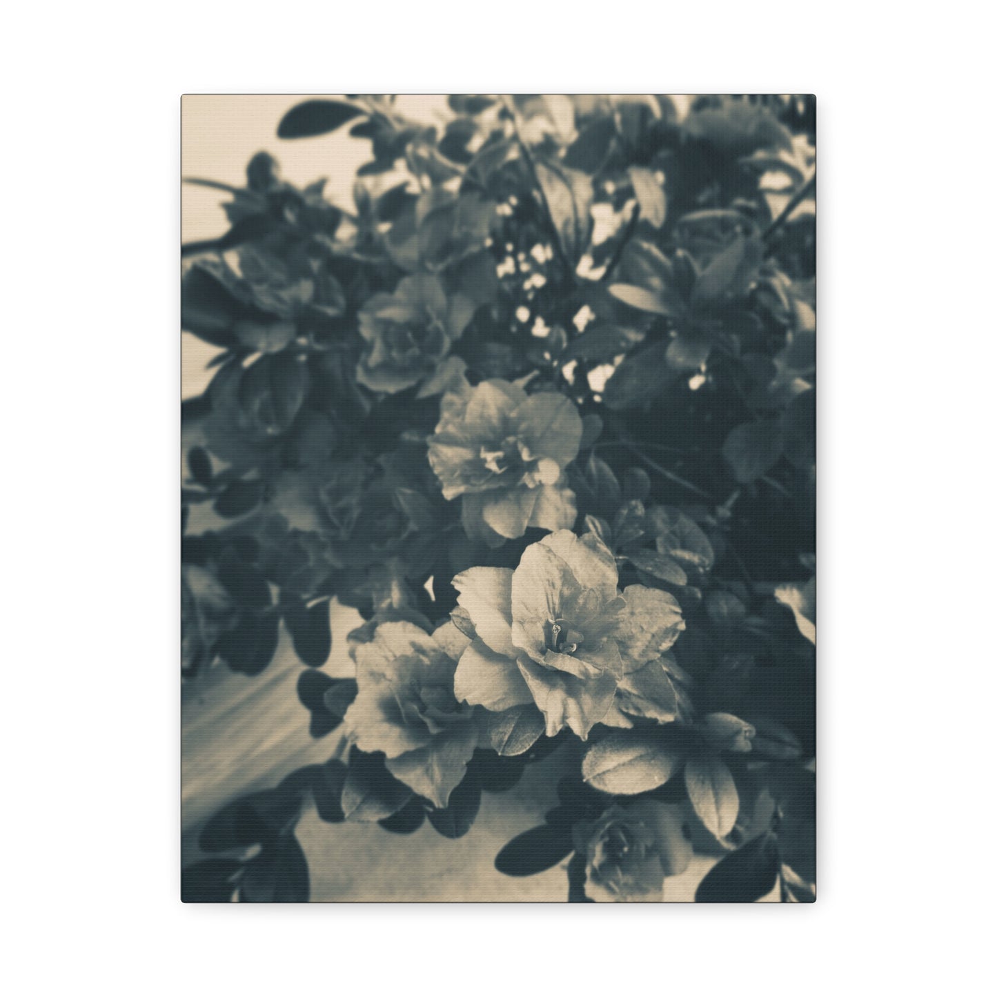Black & White Floral Matte Canvas Art - Stretched Wall Decor