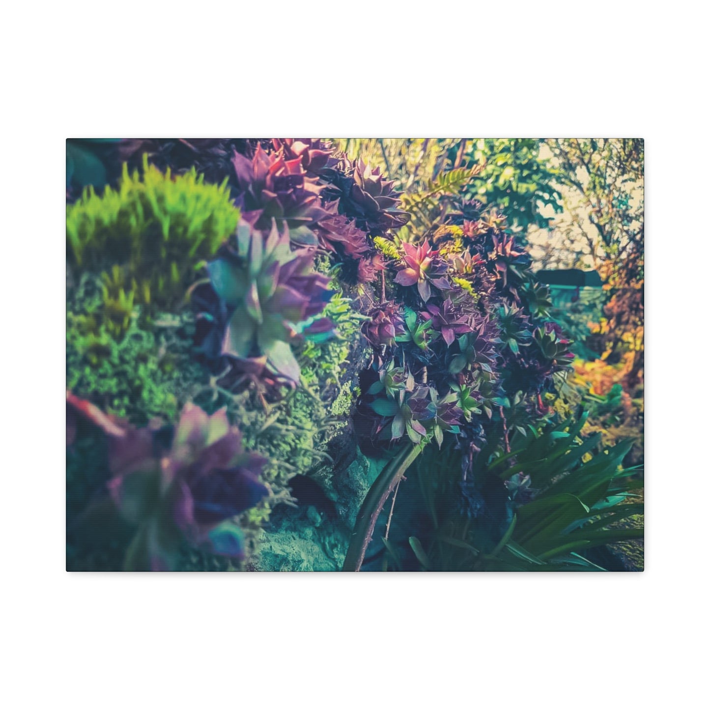 Vibrant Succulent Wall Art Canvas - 12x16 Stretched Print for Nature Lovers