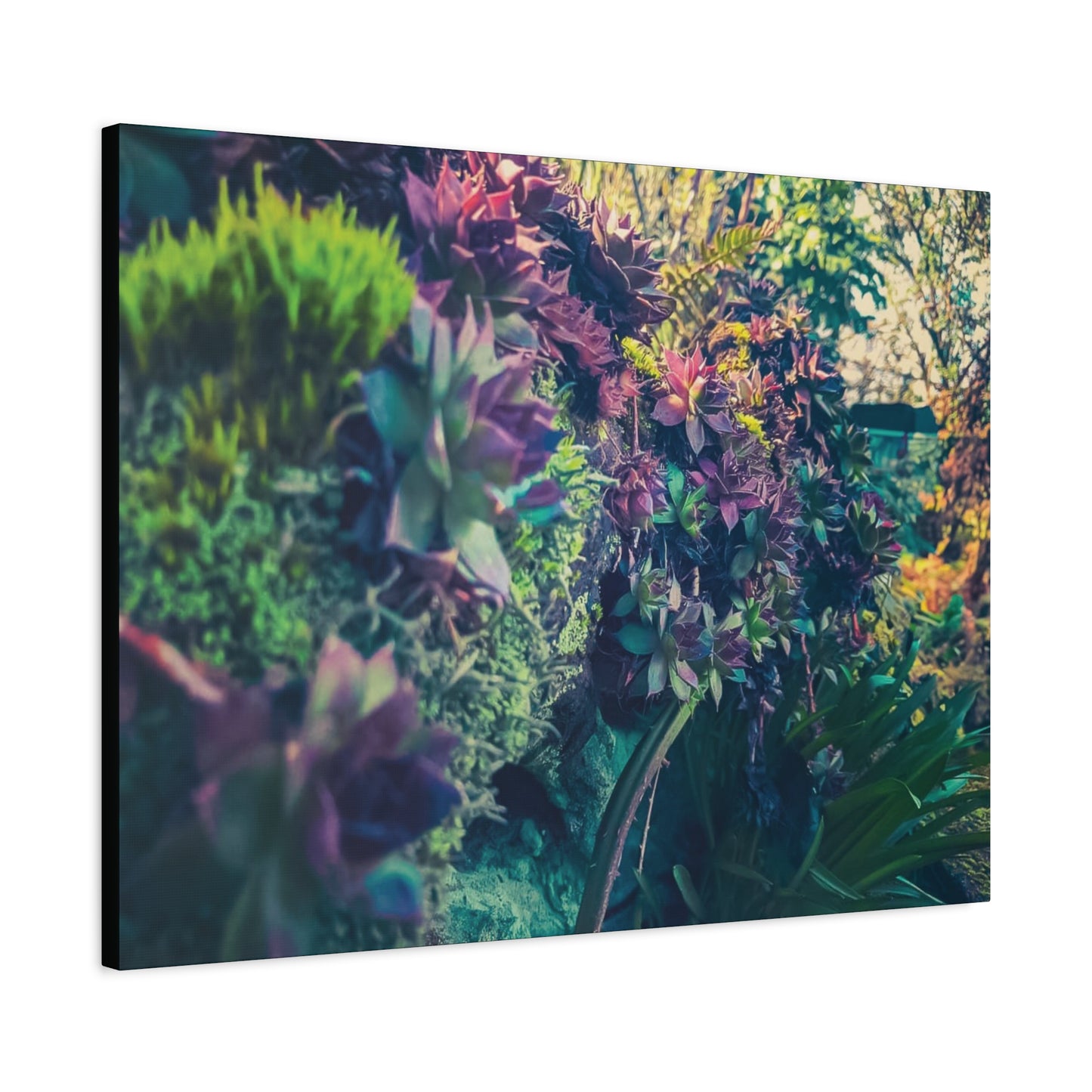 Vibrant Succulent Wall Art Canvas - 12x16 Stretched Print for Nature Lovers